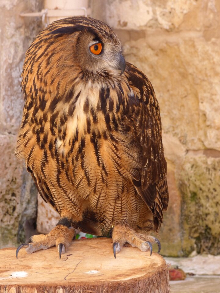Prey wildlife hunter