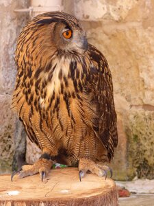 Prey wildlife hunter