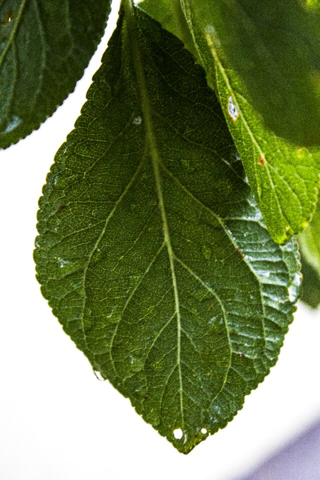 Rain green leaves photo