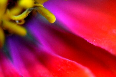 Colorful pink red