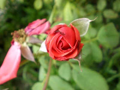 Flower day mother garden