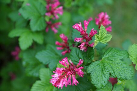 Leaf nature plant