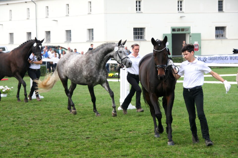 Breeding show breeding demonstration