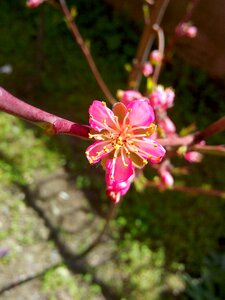Peach flower just opened