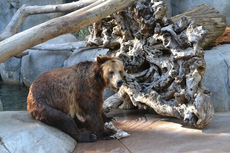 Bear animal brown photo