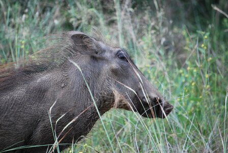 Safari south africa kruger park