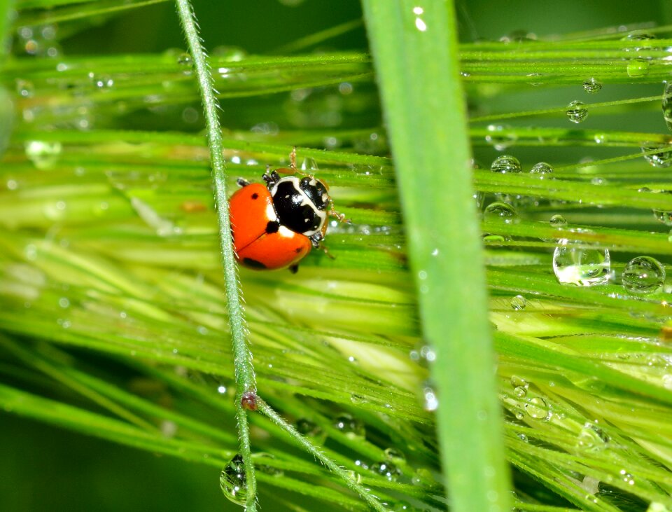 Insects beetles sectepuntata