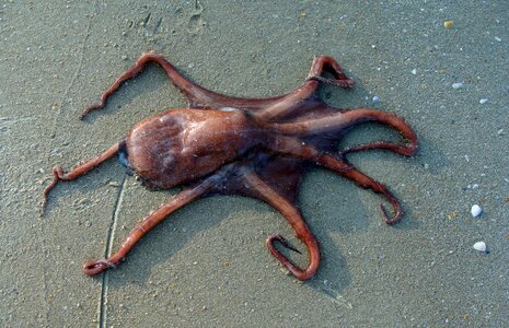 Sea animal marine