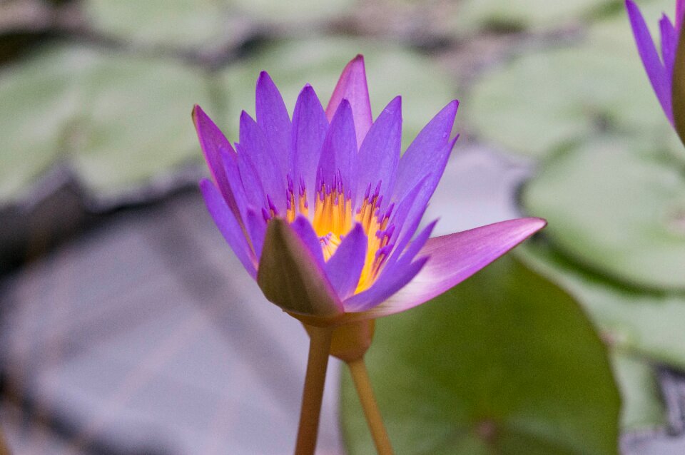 Aquatic plant flower nature
