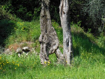 Wood structure tribe