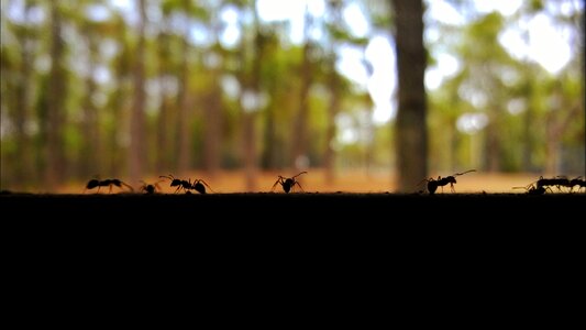 Insects chiang mai thailand pretty views photo