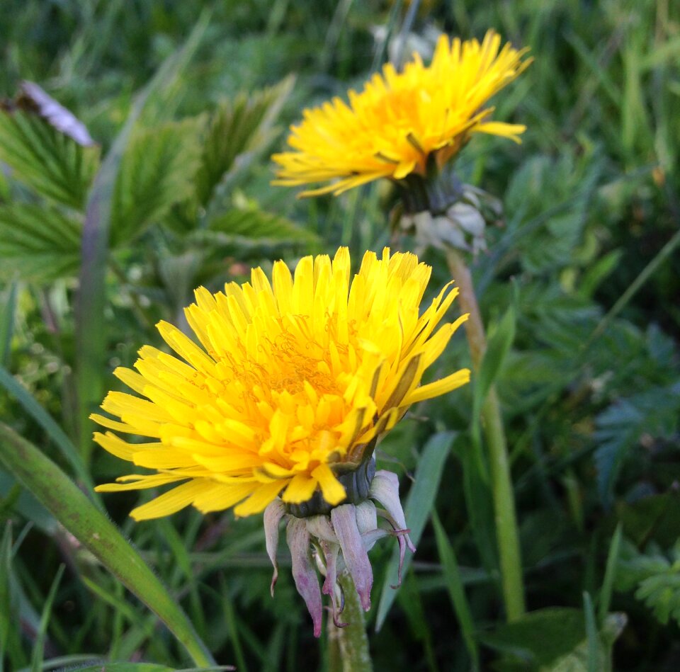 Flowers yellow summer