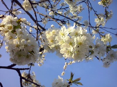 Spring flowers cherry photo