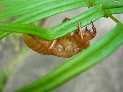 Cicada summer insects