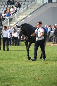 Breeding performance neustadt dosse stud