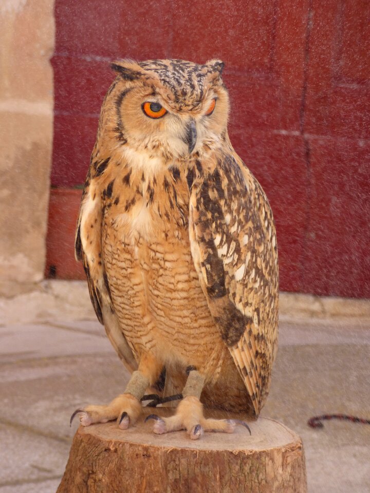 Prey wildlife hunter
