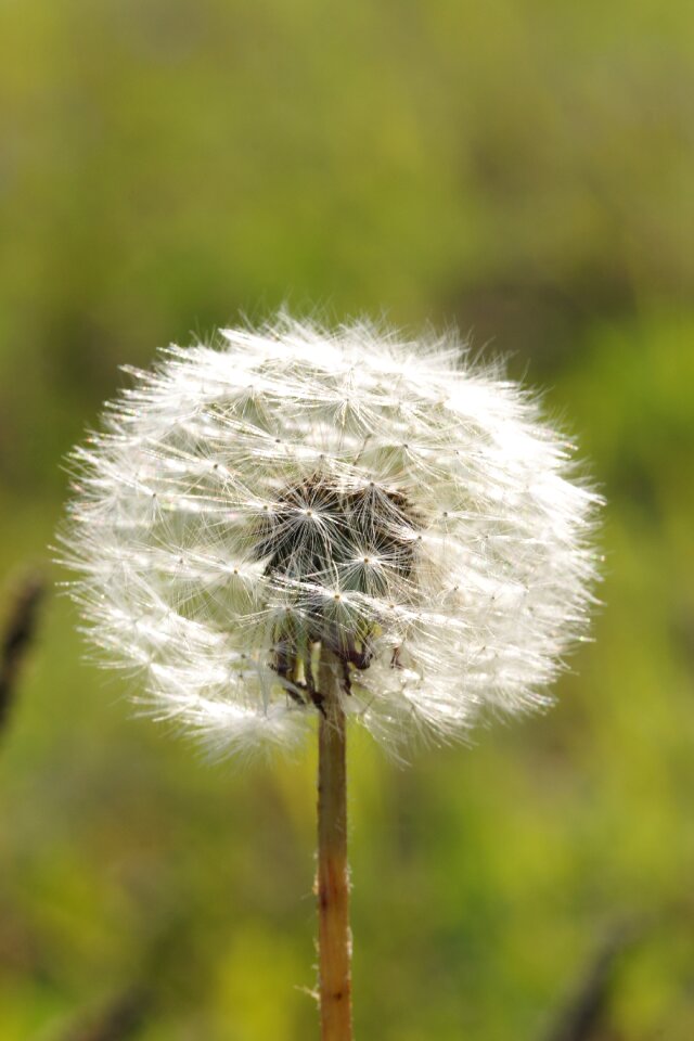 Plant meadow disputes
