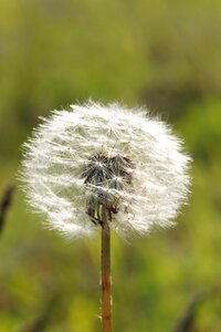 Plant meadow disputes