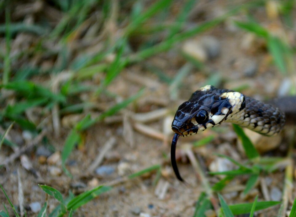Snake reptile black