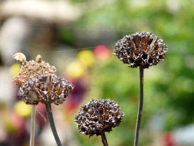 Flower dried up nature photo