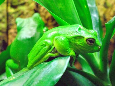 Green amphibian bright