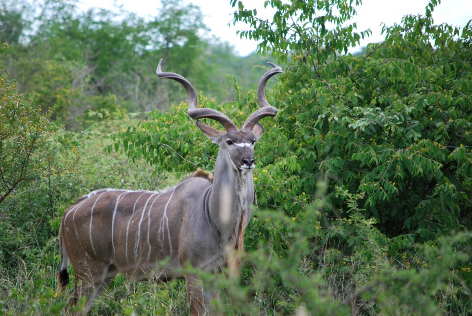 Kruger park safari antelope