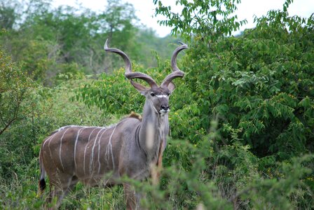Kruger park safari antelope photo