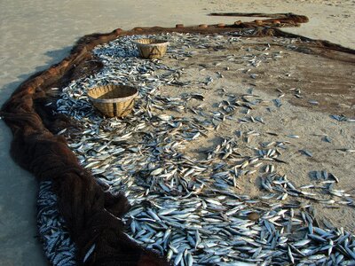 Ray-finned fish sardinella sea