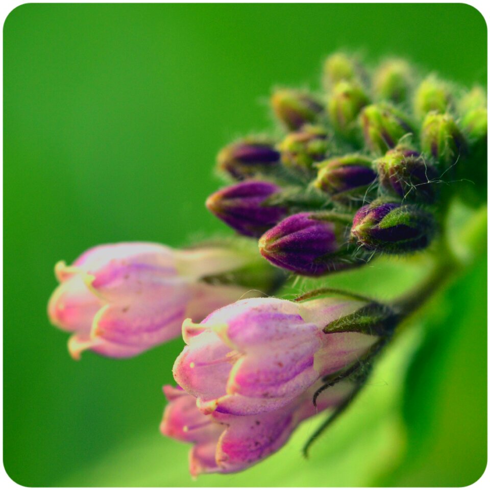 Comfrey flower buds flower