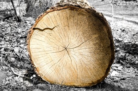 Rings timber lumber photo