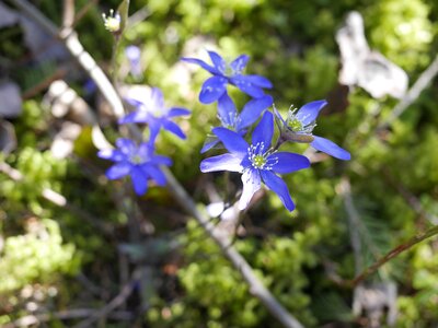 Finnish forest spring plant photo