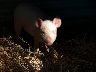 Face snout trotter
