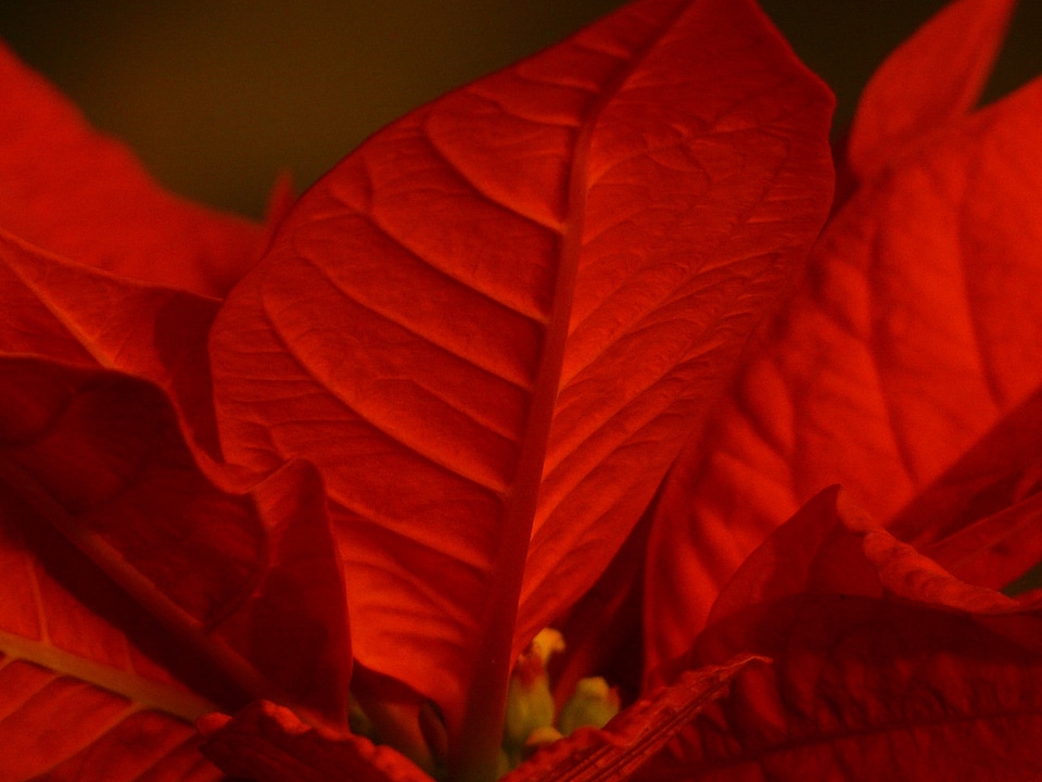 Adventsstern christmas star flowering plant