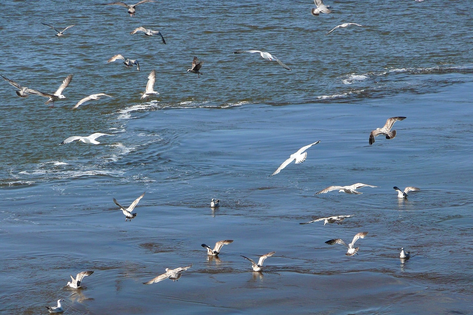Shore bird swarm ocean
