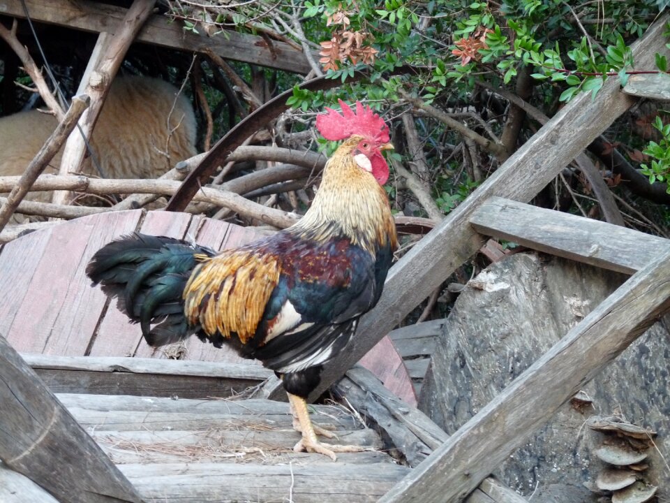 Rooster turkey antalya