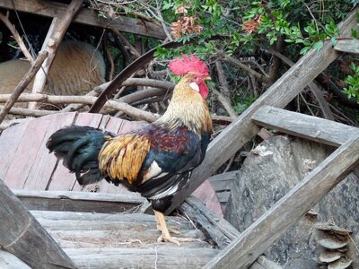 Rooster turkey antalya