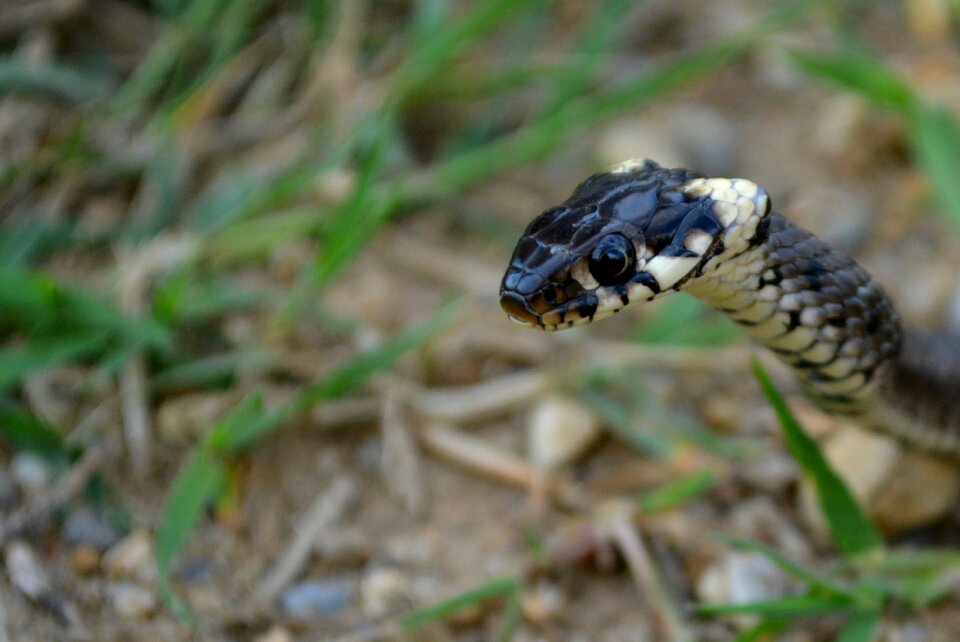 Snake reptile black