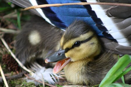 Pond baby