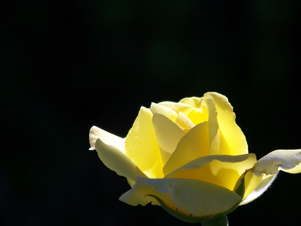Floral flower nature