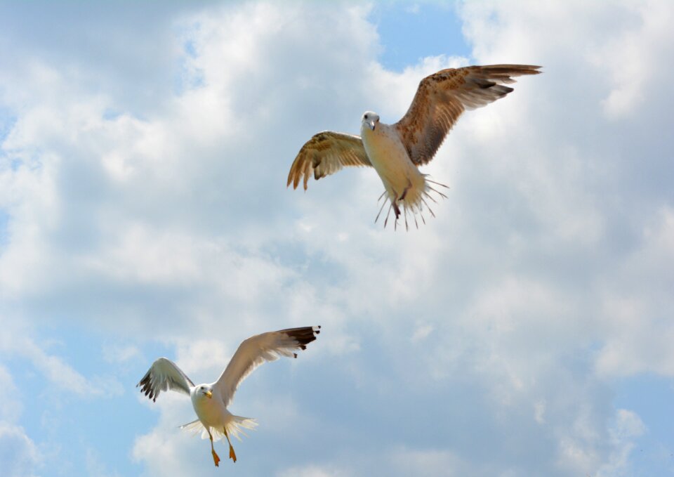 Flight sky wings