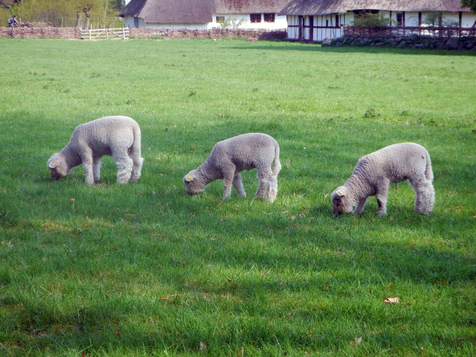 Nature animal wool
