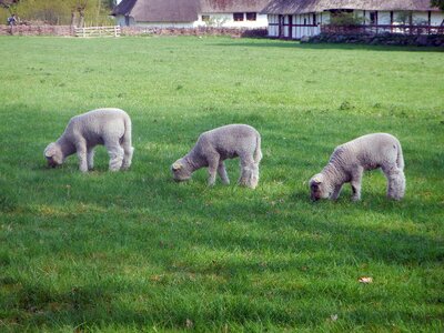 Nature animal wool