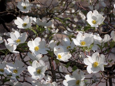 White spring tree photo