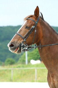 Horse stealth chestnut