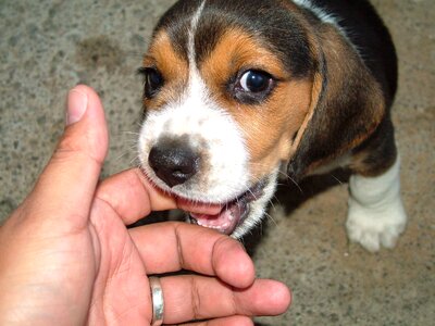 Puppy mammals fun