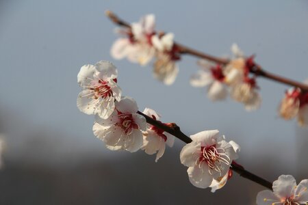 It is one of the beauty pink