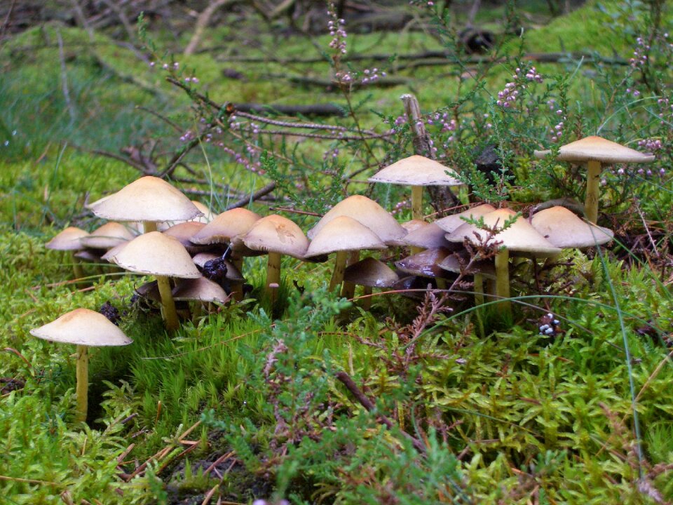 Forest mushroom plant seasons