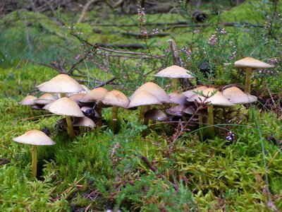 Forest mushroom plant seasons photo