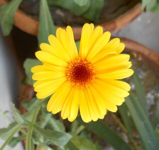 Flower garden yellow
