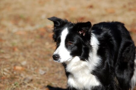 Animals the muzzle black